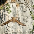 Female Peregrine Falcon (Falco peregrinus), Malham Cove, Yorkshire Dales National Park, England, UK
